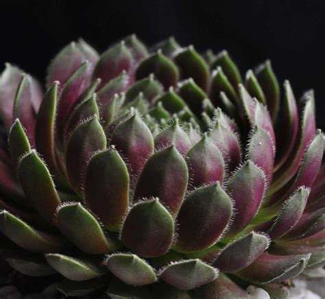 屋頂長生花|多肉紫牡丹Sempervium tectorum